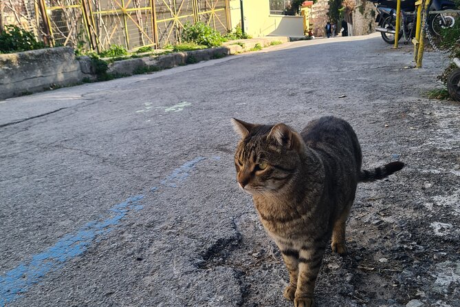 Meet the Cats of Acropolis and Thissio Private Tour - What the private format changes
