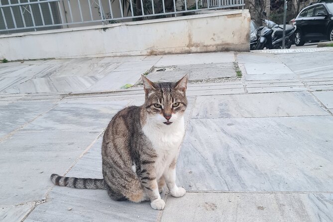 Meet the Cats of Acropolis and Thissio Private Tour - The guide’s local help adds real value