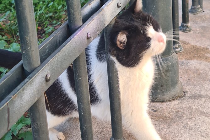 Meet the Cats of Acropolis and Thissio Private Tour - Who will enjoy this most