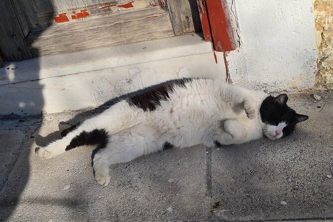 Meet the Cats of Acropolis and Thissio Private Tour - Timing, weather, and practical planning