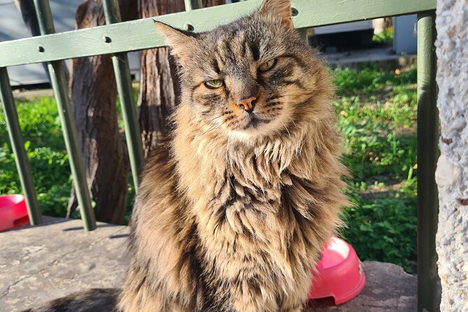 Meet the Cats of Acropolis and Thissio Private Tour - Acropolis: ancient stone and friendly cats