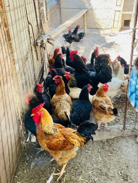 Melanes: Naxos Perivoli Farm & Cooking Class with Wood Fire - Timing, Weather, and What to Pack for Comfort