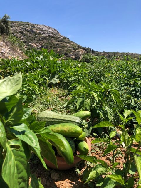 Melanes: Naxos Perivoli Farm & Cooking Class with Wood Fire - Value on Naxos: What You Pay for and Why It’s Not Just a Class