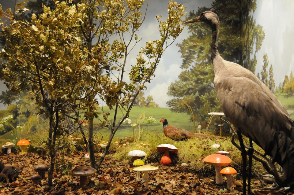 Meteora: Natural History Museum and Mushroom Museum Tour - What you see in the animal collection