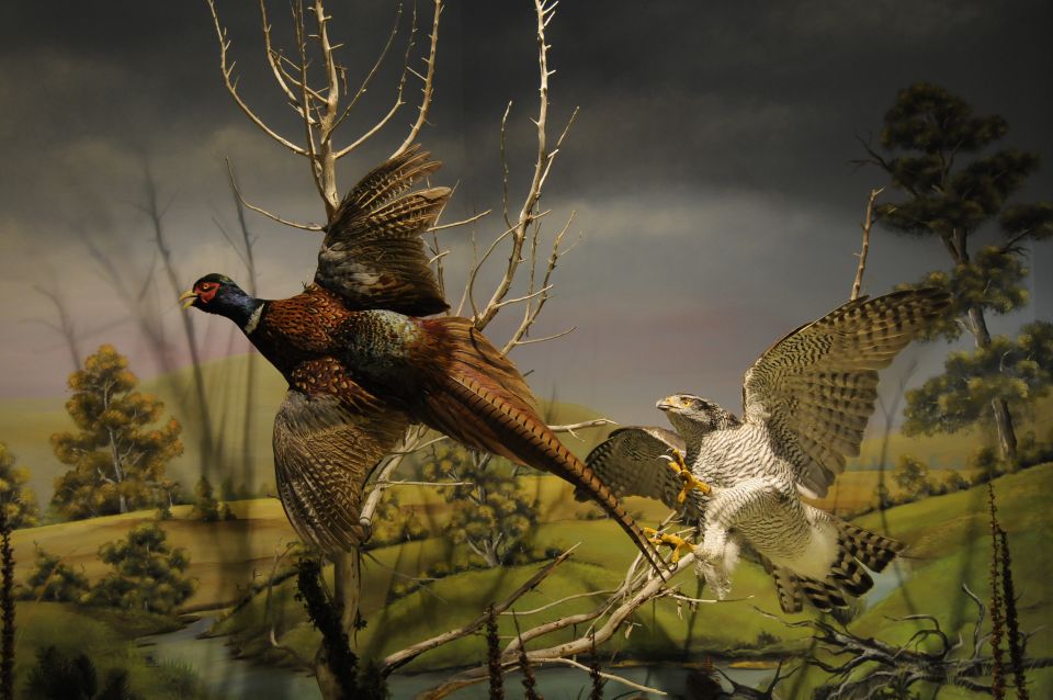 Meteora: Natural History Museum and Mushroom Museum Tour - Dioramas make the displays easier to understand