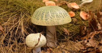 Meteora: Natural History Museum and Mushroom Museum Tour - The mushroom collection is the real talking point