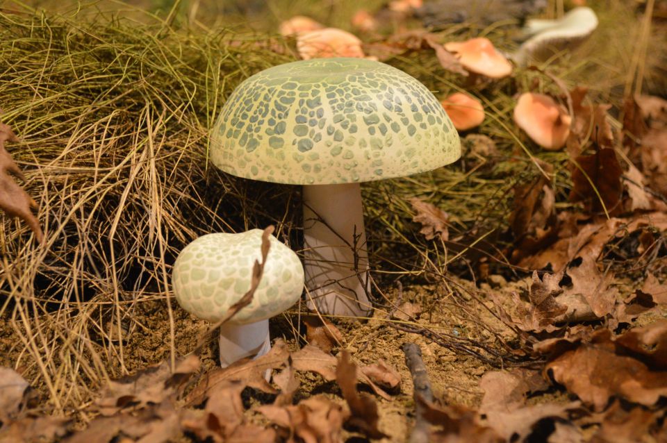 Meteora: Natural History Museum and Mushroom Museum Tour - Getting there from Kalabaka’s center