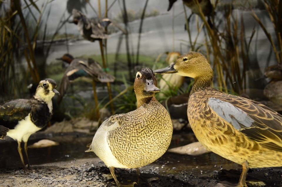 Meteora: Natural History Museum and Mushroom Museum Tour - Who will enjoy this most?
