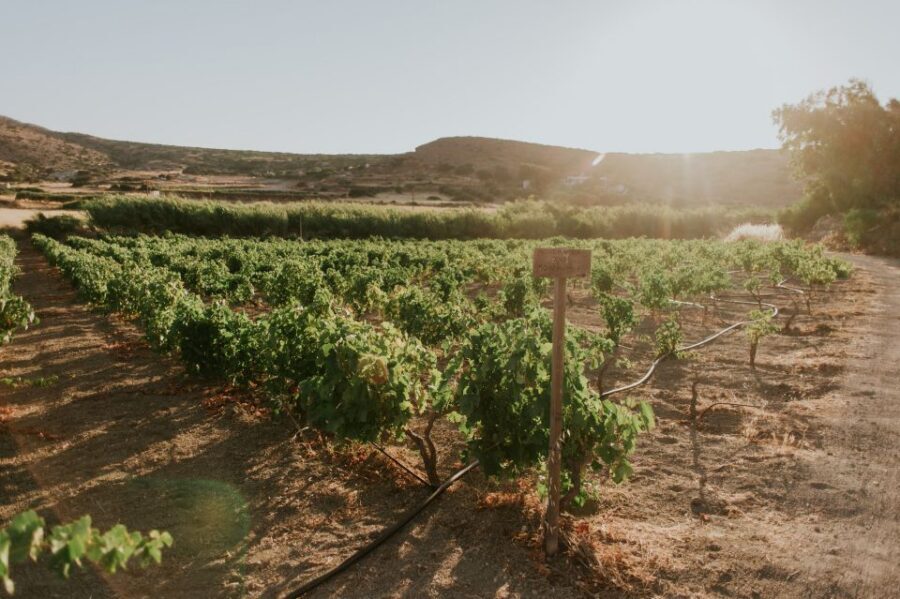 Milos Island: Kostantakis Winery Wine Tasting Experience - Your Tastings: Seven Wines Plus a Grape Distillation