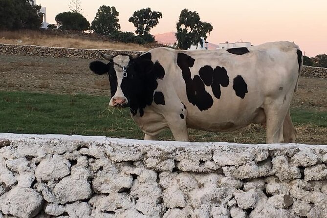 Mykonian Farm Experience - What the $153.78 price really covers