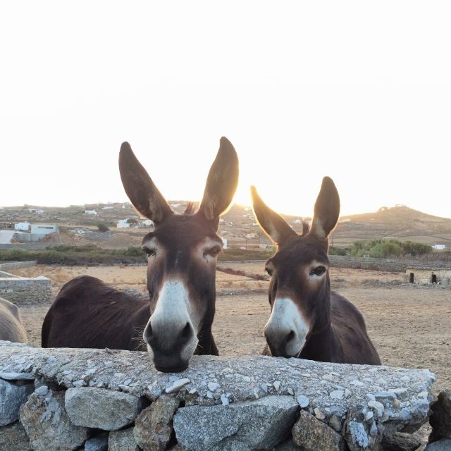 Mykonos: Full-Day Sightseeing Tour with Lunch - Who This Tour Fits Best (and Who Should Pass)