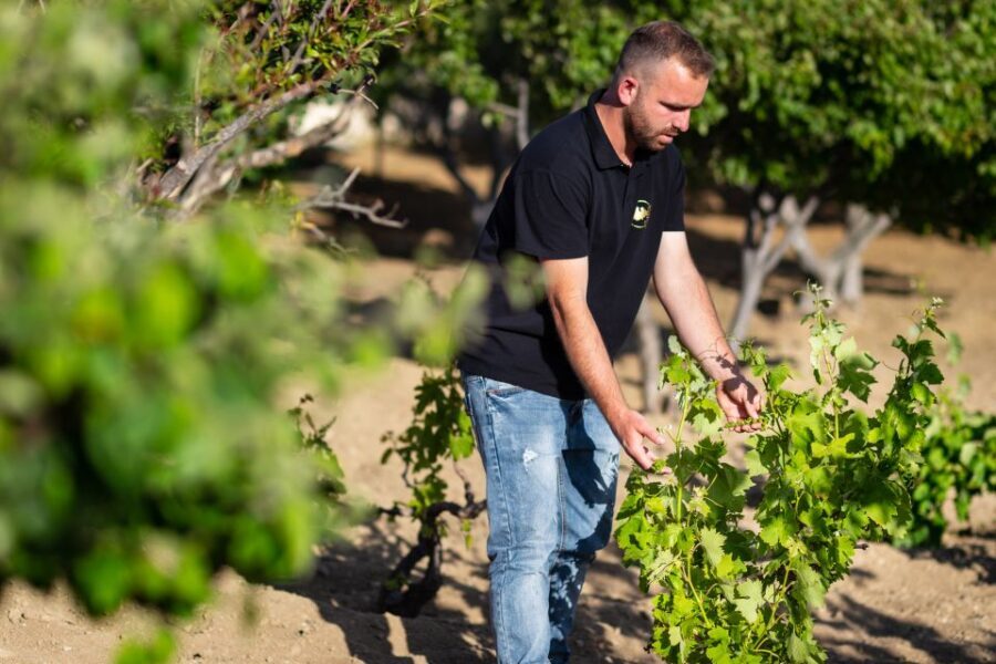 Mykonos: Winery Vineyard Experience with Food & Wine Tasting - The Olive Grove and Vineyard Walk: What You Learn Before You Taste
