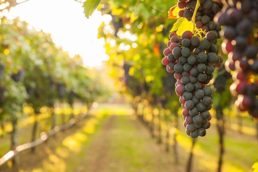Nafplion: Nemea Vineyards Wine Tour - Price and value: is $247 per person actually fair?