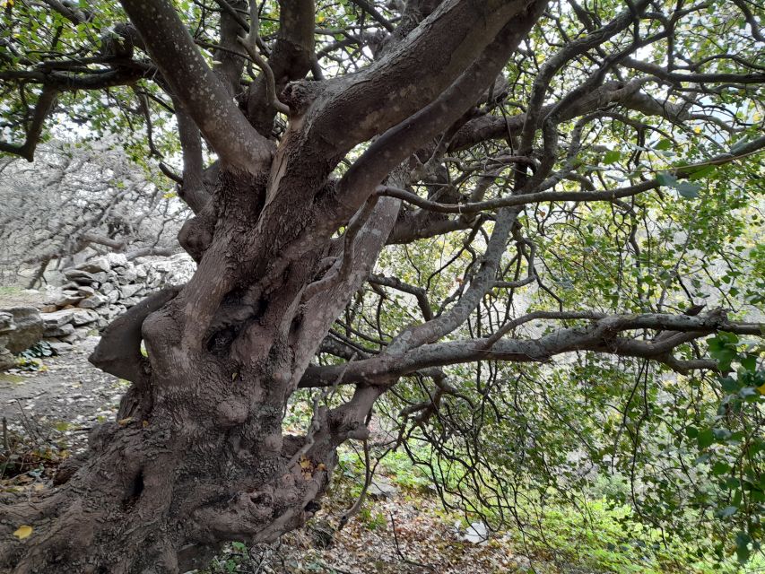 Naxos: Countryside hike among villages & Byzantine churches - Kitron, Naxos’ citrus liqueur