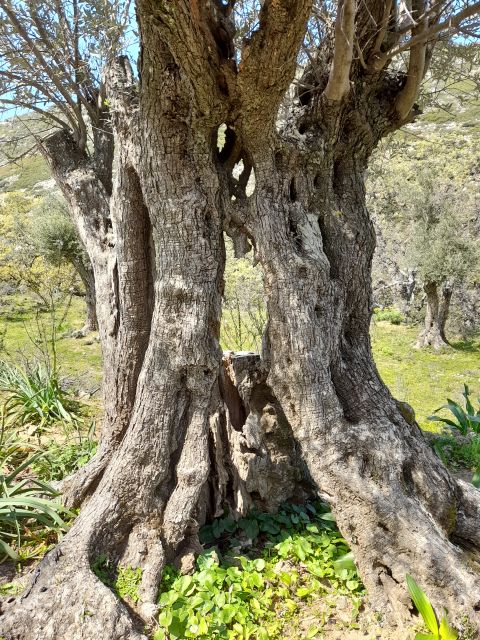 Naxos: Countryside hike among villages & Byzantine churches - The optional taverna meal under the grapevine