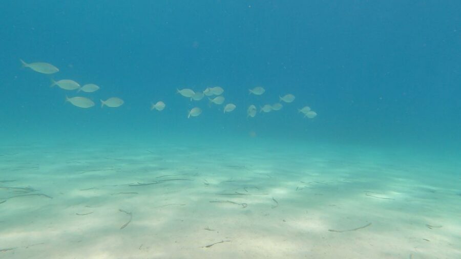Naxos: Discover Scuba Diving on Agios Georgios Beach - Should you book this first scuba session in Naxos?