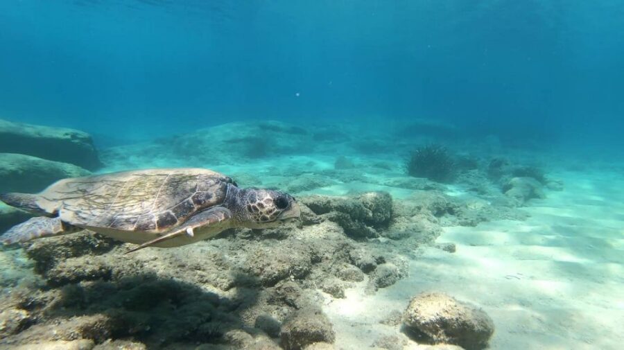 Naxos: Discover Scuba Diving - Your first experience diving - Photo Stop Moments: A Quick Pause to Catch Your First Memories