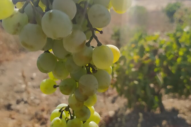 Naxos Farm Experience and cheese making - Key points to know before you book