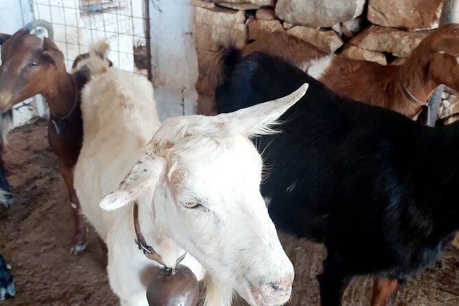 Naxos Farm Experience and cheese making - Why the private format matters