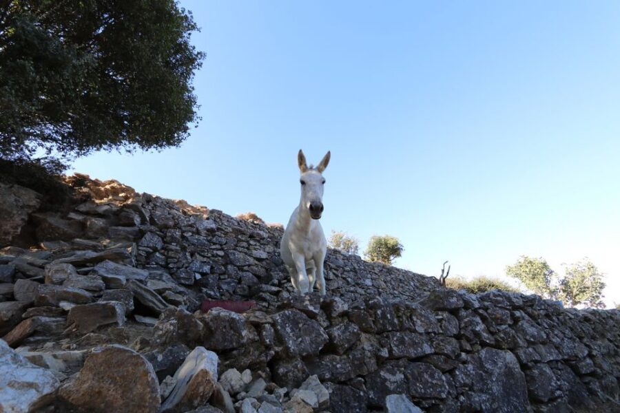 Naxos: Hike to the Top of Mount Zas with a Guide - Guide Style, Small Group Energy, and Why It Changes the Day