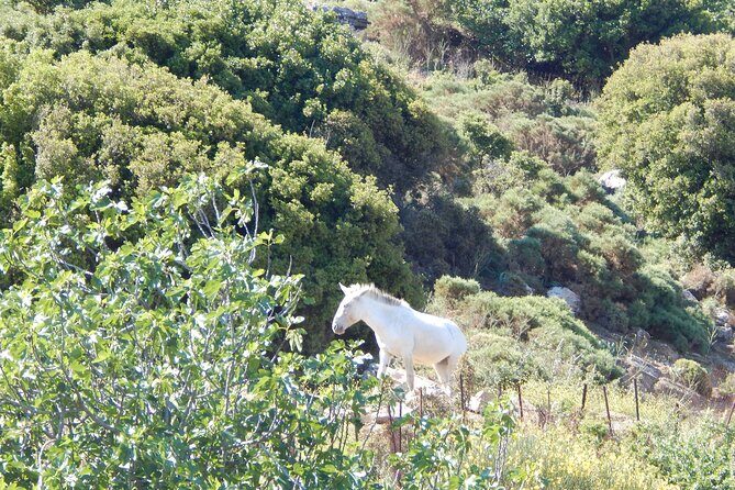 Naxos: Hike to the Top of the Cyclades - Mount Zas - Why the Mount Zas hike feels different on Naxos