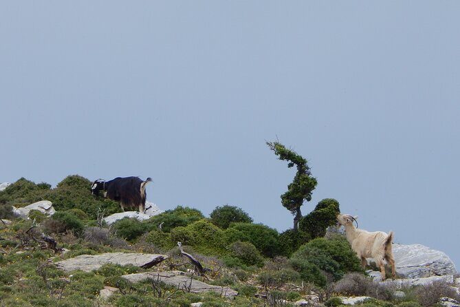 Naxos: Hike to the Top of the Cyclades - Mount Zas - The one big stop: Mount Zas and the ancient trail vibe
