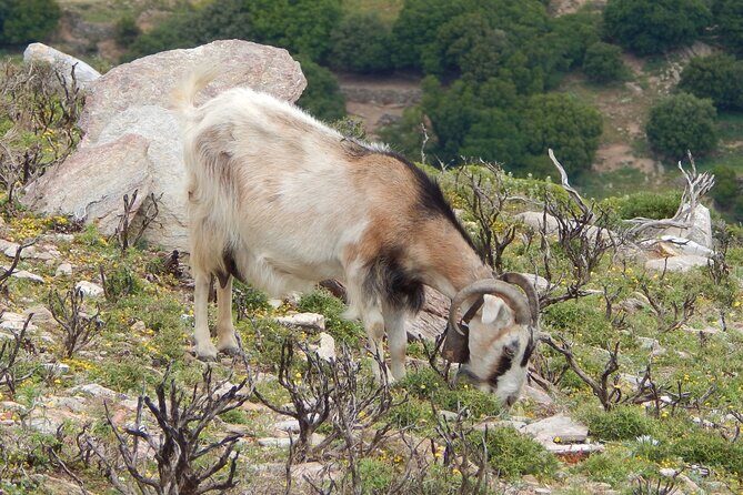 Naxos: Hike to the Top of the Cyclades - Mount Zas - Who this tour suits best (and who should think twice)