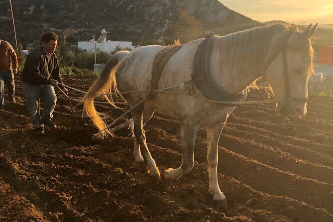 Naxos Perivoli Farm Experience & Wood-fire Cooking Class - Key highlights I think you should plan around