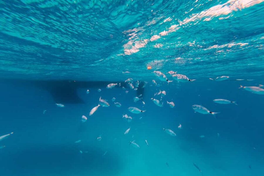 Naxos: Sailing Cruise with Lunch & Drinks - Who should book this sailing cruise (and who should skip it)