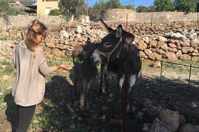 Naxos Villages Food Tour - Pacing, Comfort, and Who This Tour Fits Best