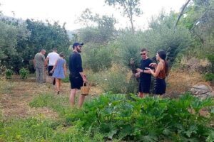 Naxos:Half-day cooking class at Basiliko - The 4-hour flow: farm tour, garden picking, cooking, then feast and celebration