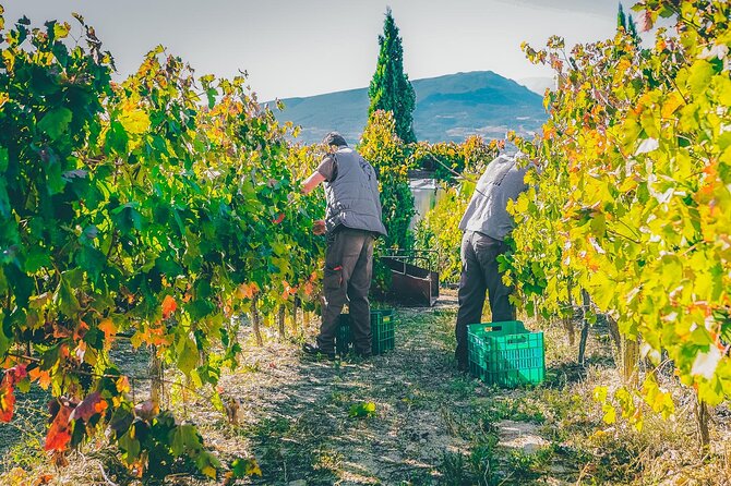 Nemea wine roads, The most famous wine tour in Greece - Crossing the productive Peloponnese