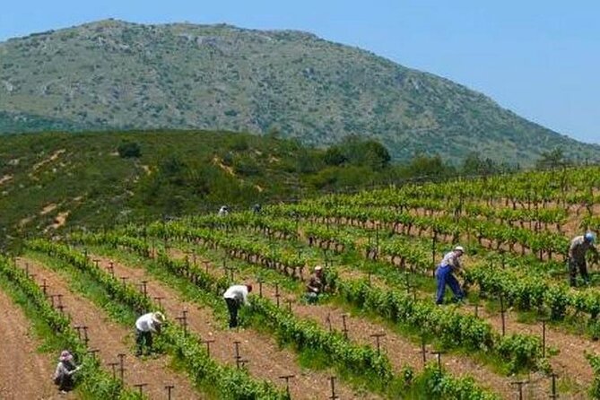 Nemea wine roads, The most famous wine tour in Greece - Who will get the most from this outing