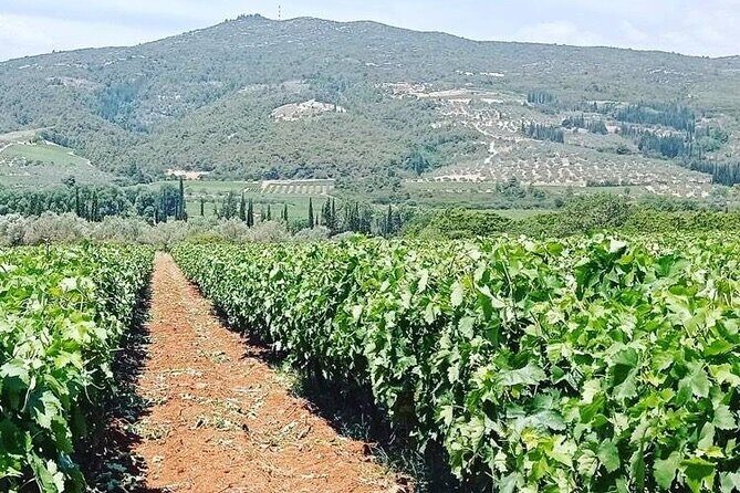 Nemea Wine Tour from Athens, Nafplio or Nemea with Oenologists - Getting the Most From Oenologists and Winemaker-Style Guides