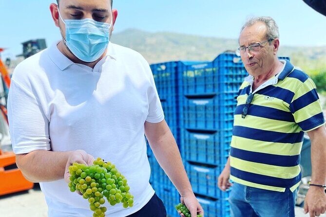 Nemea Wine Tour from Athens, Nafplio or Nemea with Oenologists - Pickup From Nafplio (and How Nearby Towns Fit In)