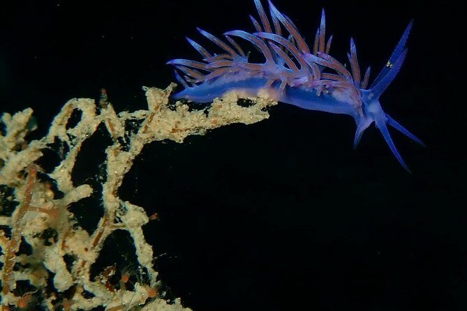 Nima Diving Center, Naxos, Greece - Key Points You’ll Care About