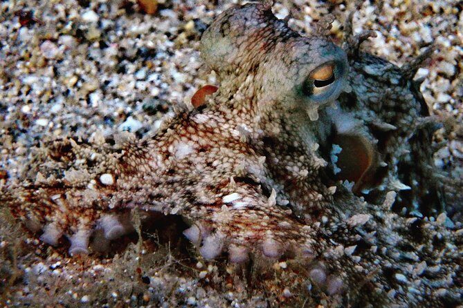 Nima Diving Center, Naxos, Greece - Where You Start: Ag. Anna at Naxos’ PADI 5 Star Center