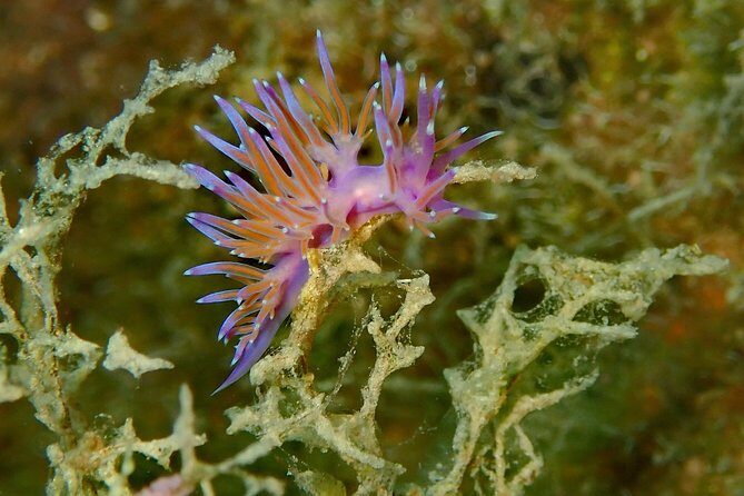 Nima Diving Center, Naxos, Greece - What the Underwater Part Really Feels Like: Max 6m and Aegean Life