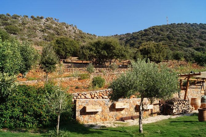 Olive Mill Festival - A Cretan evening built around the olive tree