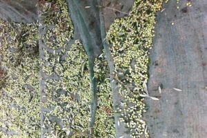 Olive Oil Tasting Tour - Courtyard organic farming to set the flavor expectations