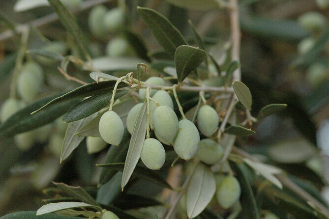 Olive Oil Tasting Tour - The tasting lesson: how to identify extra virgin olive oil