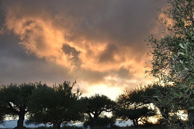 Olive Oil Tasting Tour - Price and value in Crete: what $19.36 gets you