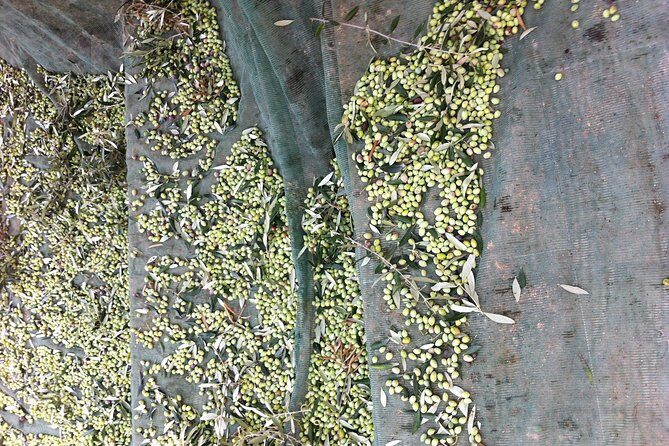 Olive Oil Tasting Tour - Courtyard organic farming to set the flavor expectations