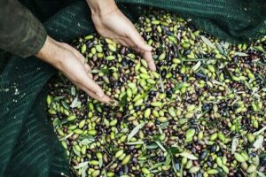 Olive Tour & Tasting - The traditional mill tour: olives to oil, step by step