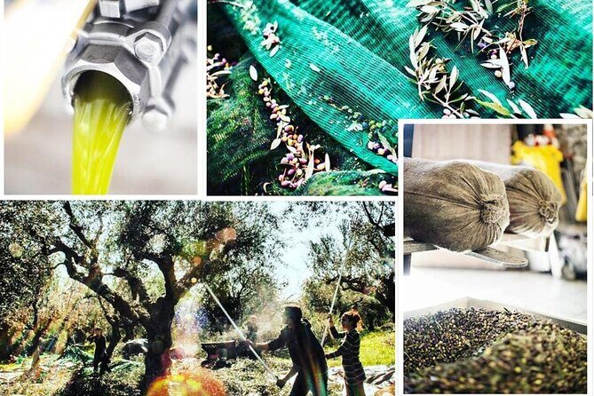 Olive Tour & Tasting - Price and value: what $63.67 really buys you