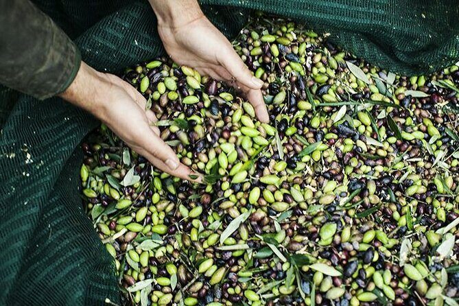 Olive Tour & Tasting - The traditional mill tour: olives to oil, step by step