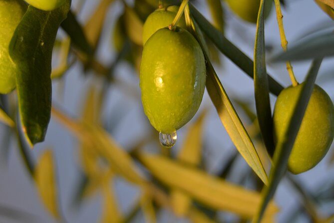 Olympia Shore Ex: Olympic site, Honey Farm & Olive Oil Tasting - Who this tour fits best (and who should rethink it)