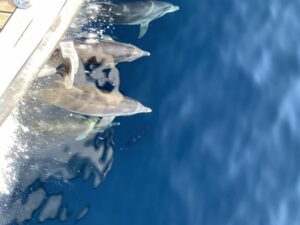 Ouranoupoli: Mount Athos Sightseeing Glass-Bottom Boat Tour - Price and What You Really Get for $29