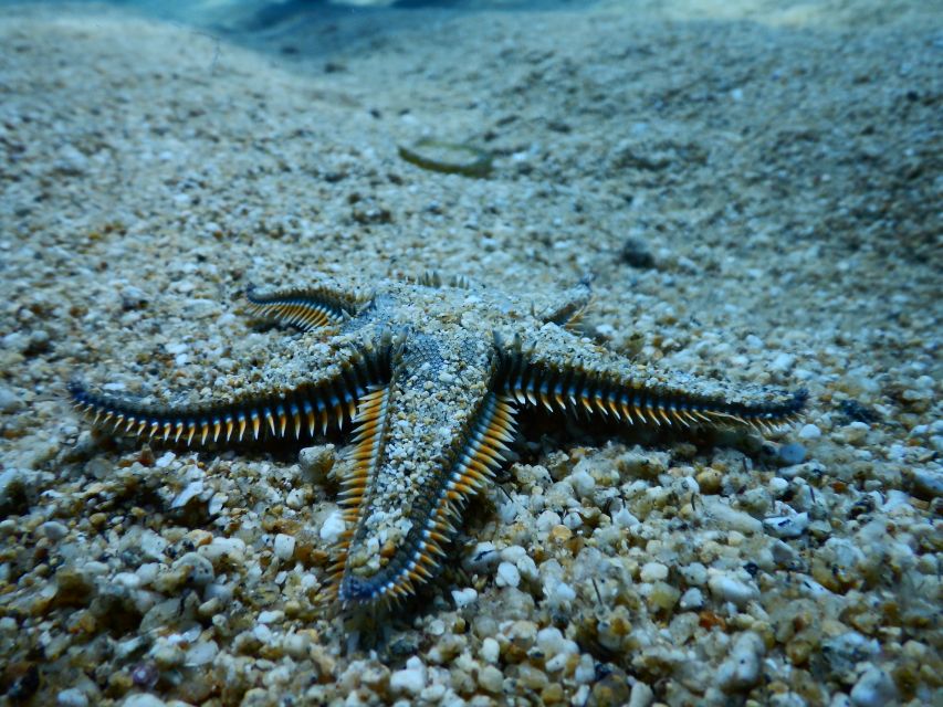 PADI Scuba Diving Program for Beginners in Peloponesse - Key points