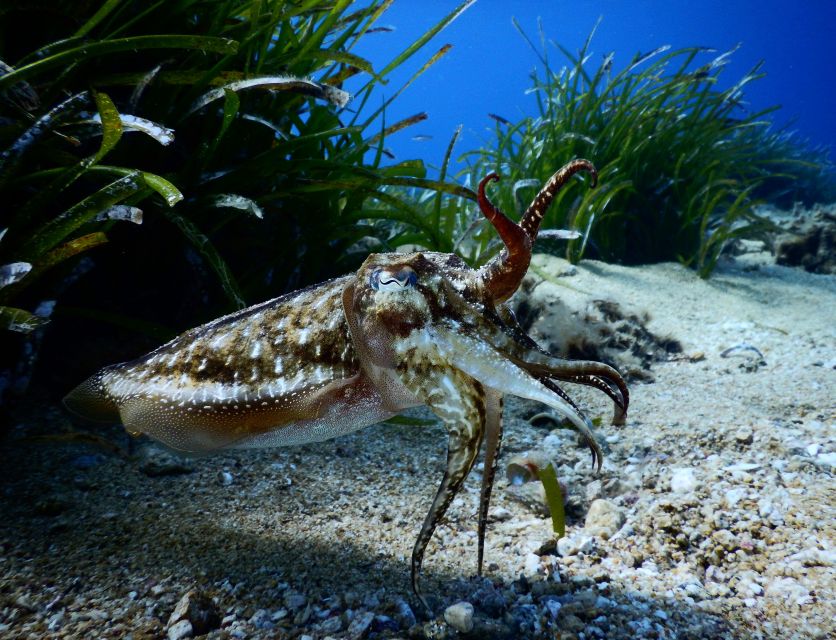 PADI Scuba Diving Program for Beginners in Peloponesse - What the instructors add